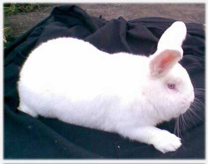 Новозеландский белый кролик.