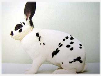 Кролик породы Рекс белый.