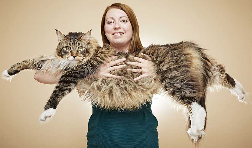 Самая длинная кошка.