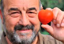 Фермер обнаружил томат-сердце.
