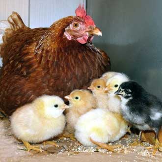 Выращивание цыплят под наседкой.