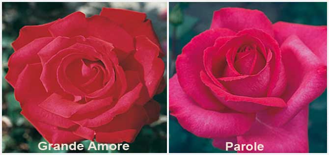 Розы Кордеса: Grande Amore и Parole