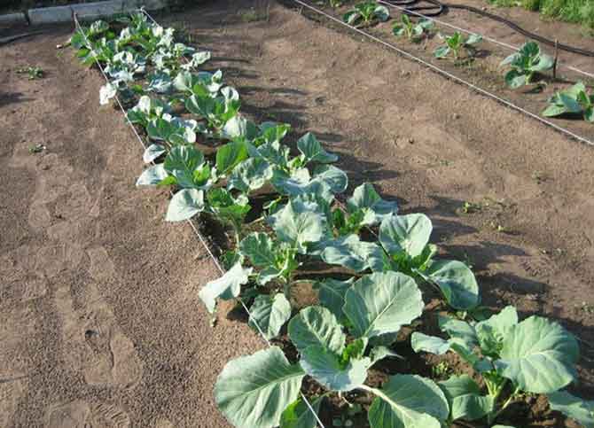 Выращивание капусты брокколи.