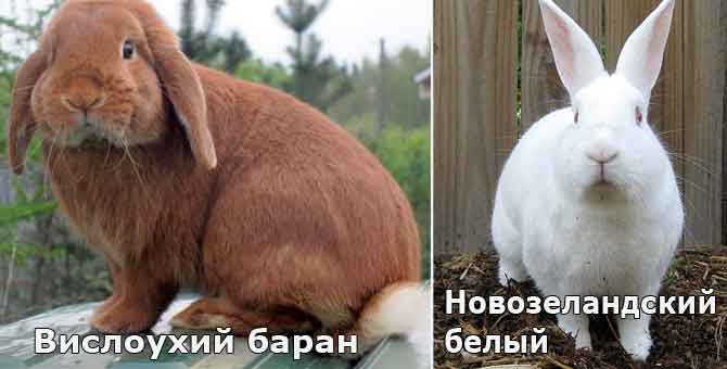 Породы кроликов: вислоухий баран и новозеландский белый.