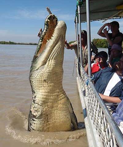 Гигантский крокодил напал на прогулочную лодку.