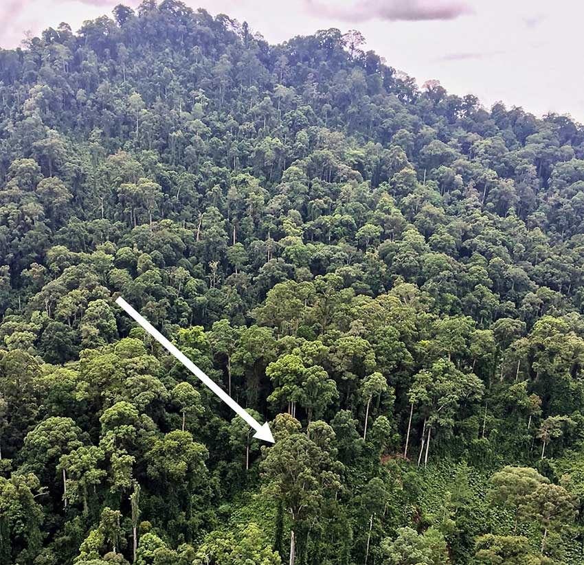 Фото с вертолета самого высокого дерева в тропиках.