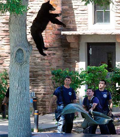 Медведь падает на маты 2