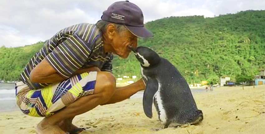 Пингвин благодарит своего спасителя.