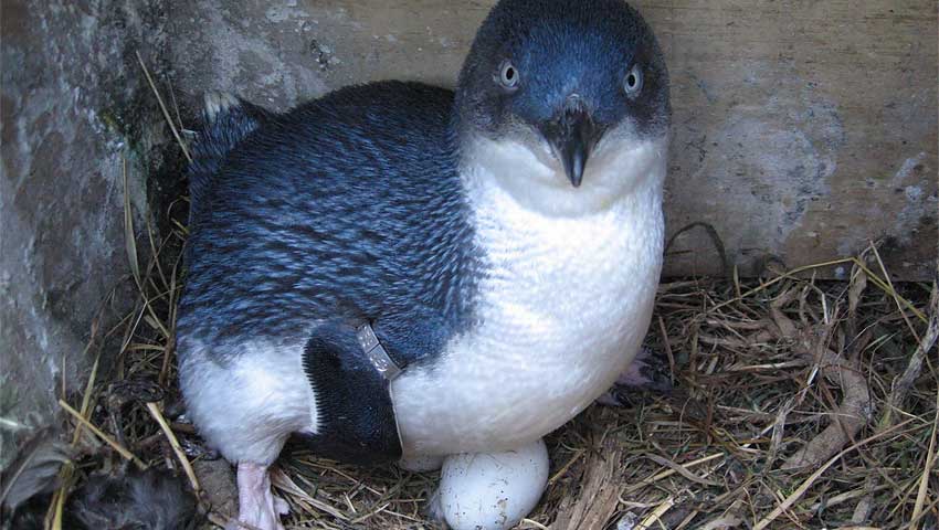 Синий новозеландский пингвин.