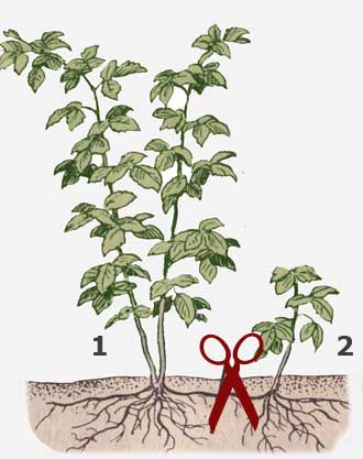 Интенсивное размножение малины - 4 способа.