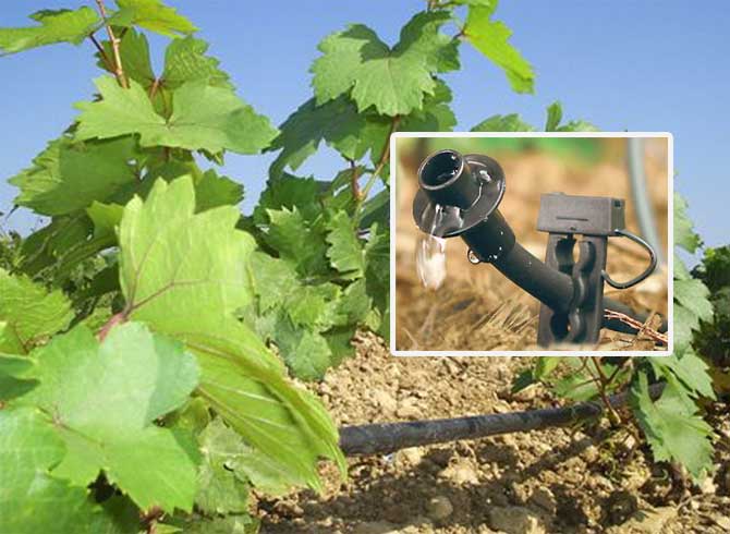 Практика внесения удобрений современными способами через систему полива в виноградниках