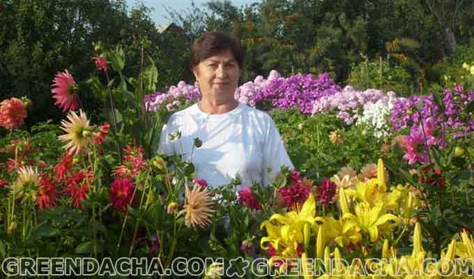 Тамара Васильевна: - Выращиваю флоксы в своем саду.