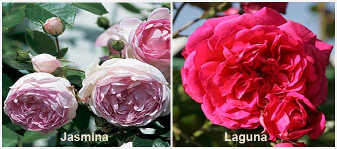 Розы Кордеса: Jasmina и Laguna