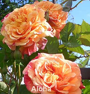 Розы Кордеса:  aloha