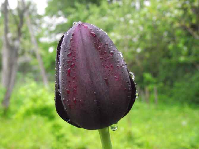 Тюльпан темно-фиолетовый.
