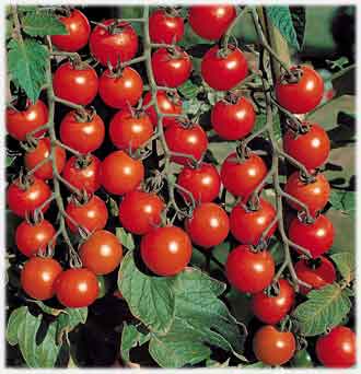 Выращиваем помидоры черри.