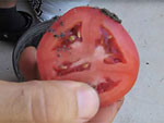 Интересный способ выращивания помидорной рассады.