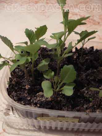 Выращивание рассады капусты.