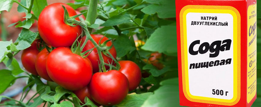 Как вырастить сладкие томаты?