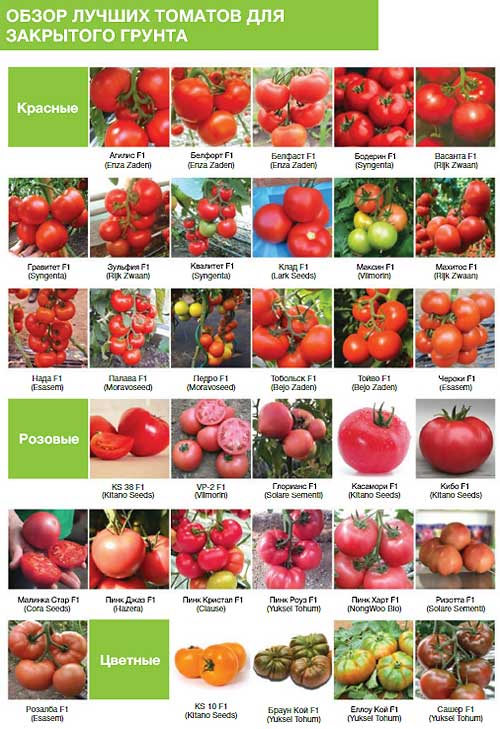 semena tomatov 3