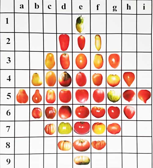 Формы плодов томатов