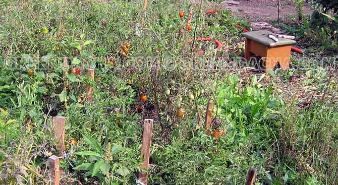Скамеечка помогает убрать урожай томатов.